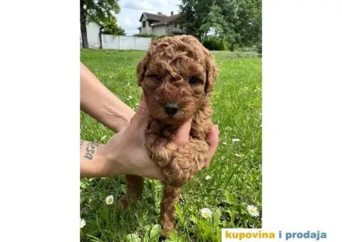 Pudlica prelepi štenci - 8/8