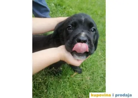 Cane Corso štenci - 1/10