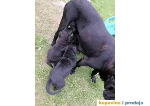 Cane Corso štenci - 2/10