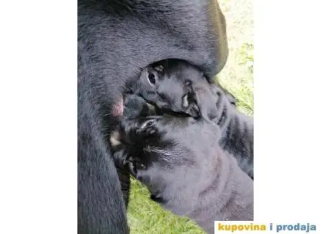 Cane Corso štenci - 3/10