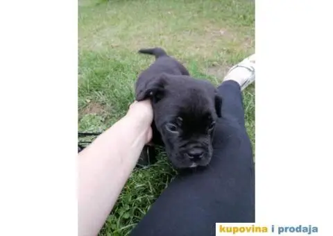 Cane Corso štenci - 4/10