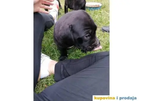 Cane Corso štenci - 5/10
