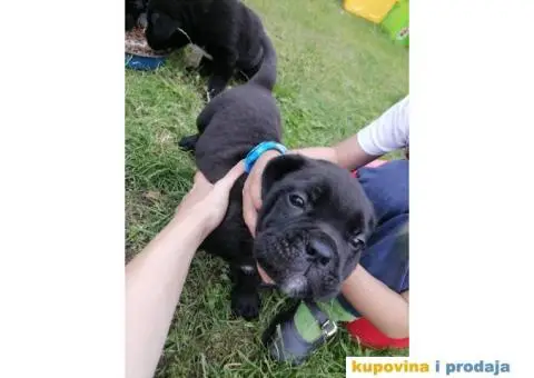 Cane Corso štenci - 6/10
