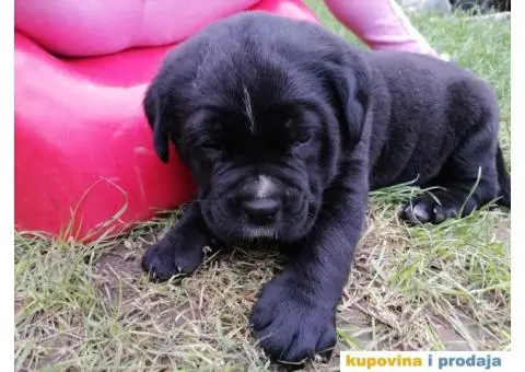 Cane Corso štenci - 7/10