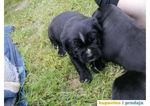 Cane Corso štenci - 8/10