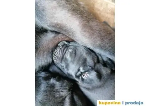Cane Corso štenci - 9/10