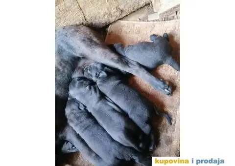 Cane Corso štenci - 10/10