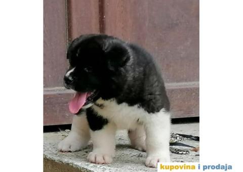 Američka akita PRELEPI štenci - 2/15