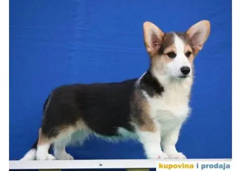 Velski korgi/Welsh Corgi Pembroke - 1/6