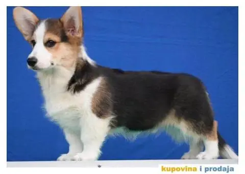 Velski korgi/Welsh Corgi Pembroke - 2/6