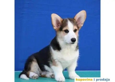 Velski korgi/Welsh Corgi Pembroke - 3/6
