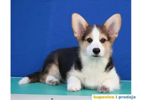 Velski korgi/Welsh Corgi Pembroke - 4/6