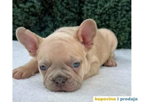 U ponudi egzotične boje francuskih buldoga - 9/14