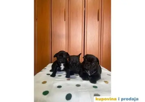 Francuski Buldog štenci - 1/10