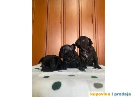 Francuski Buldog štenci - 2/10
