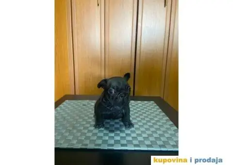 Francuski Buldog štenci - 3/10