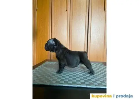 Francuski Buldog štenci - 4/10