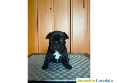 Francuski Buldog štenci - 5/10
