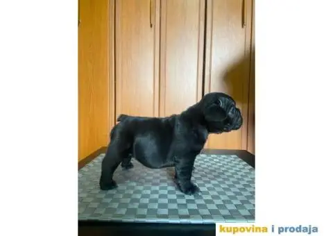 Francuski Buldog štenci - 6/10