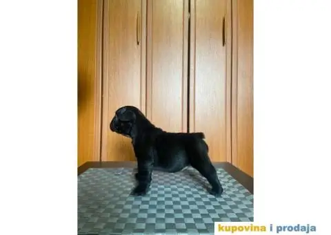 Francuski Buldog štenci - 7/10