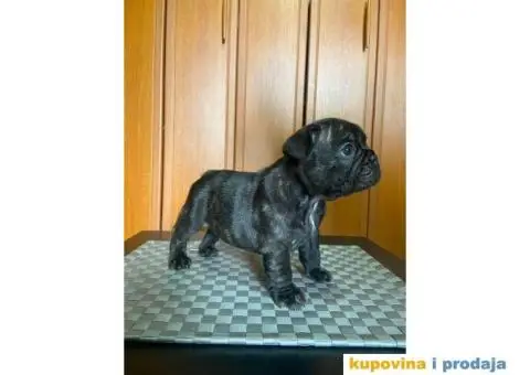 Francuski Buldog štenci - 8/10