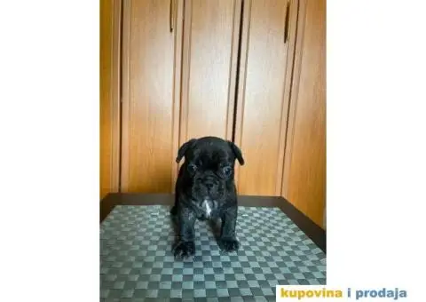 Francuski Buldog štenci - 9/10