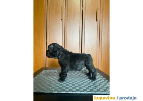 Francuski Buldog štenci - 10/10