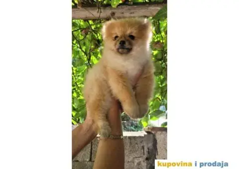 Pomeranac BOO medvedići, Pomeranski Špic štenci - 1/5