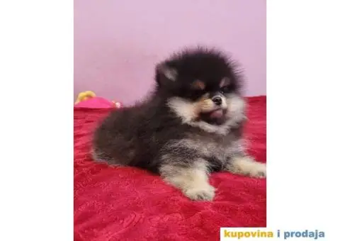 Pomeranac BOO medvedići, Pomeranski Špic štenci - 2/5