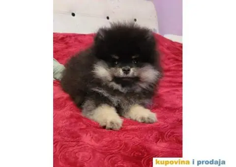 Pomeranac BOO medvedići, Pomeranski Špic štenci - 3/5