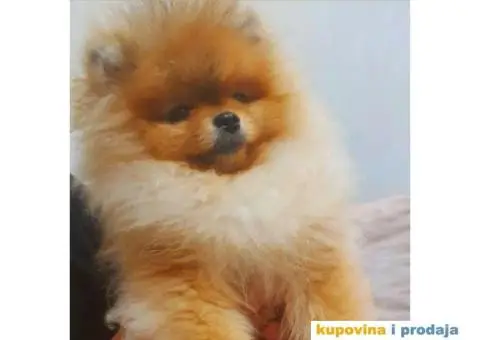 Pomeranac BOO medvedići, Pomeranski Špic štenci - 4/5