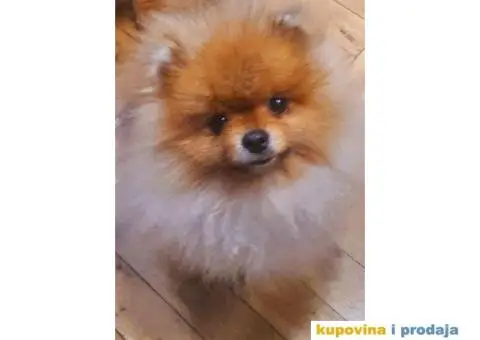 Pomeranac BOO medvedići, Pomeranski Špic štenci - 5/5