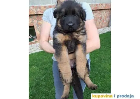 Nemacki Ovcar stenci - 1/8