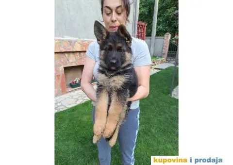 Nemacki Ovcar stenci - 2/8