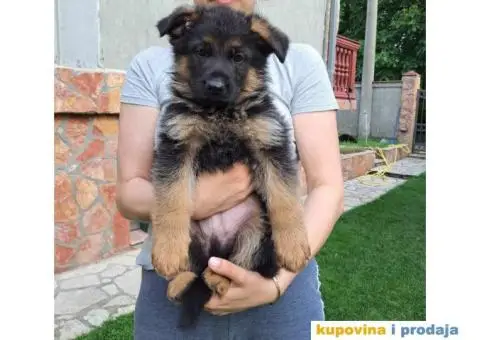 Nemacki Ovcar stenci - 3/8