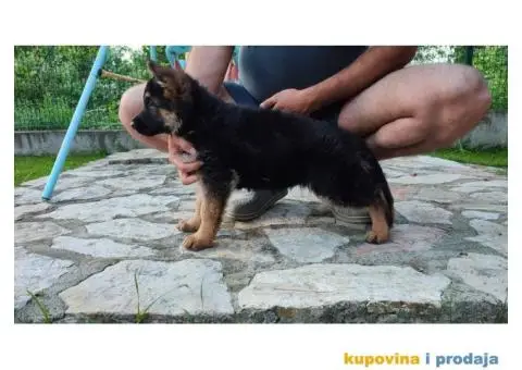 Nemacki Ovcar stenci - 5/8