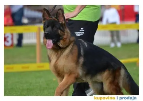 Nemacki Ovcar stenci - 8/8