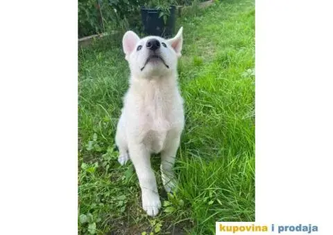 Beli švajcarski ovčar štene - 2/8