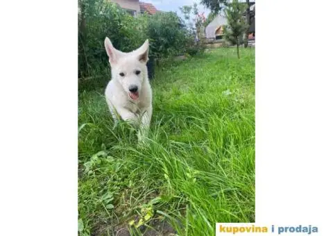 Beli švajcarski ovčar štene - 3/8