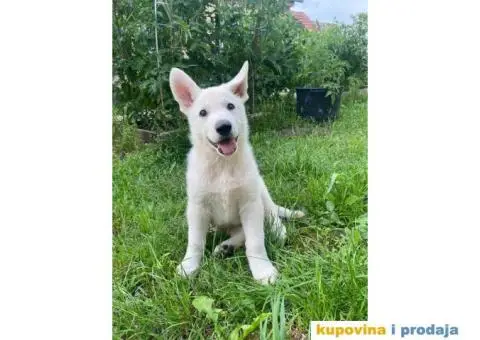 Beli švajcarski ovčar štene - 4/8