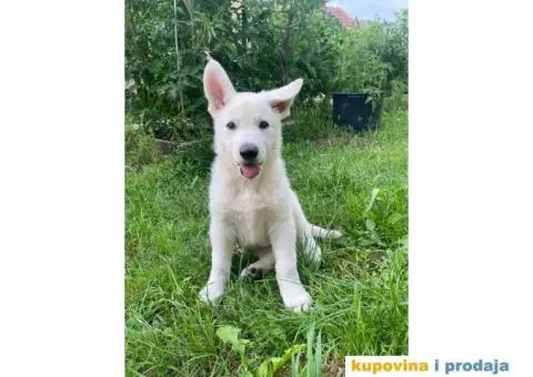 Beli švajcarski ovčar štene - 5/8