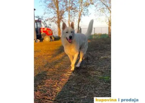 Beli švajcarski ovčar štene - 6/8