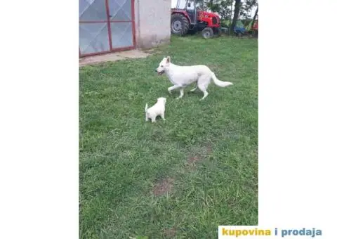 Beli švajcarski ovčar štene - 7/8