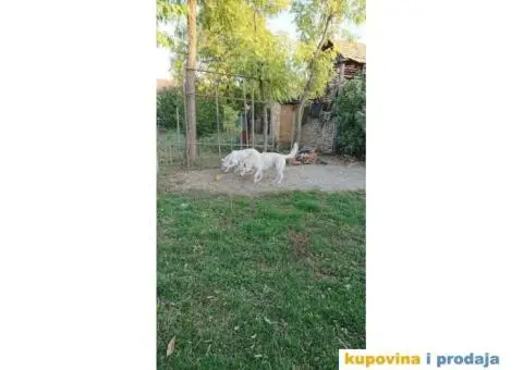 Beli švajcarski ovčar štene - 8/8