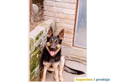 Nemački ovčar radne linije - 2/7