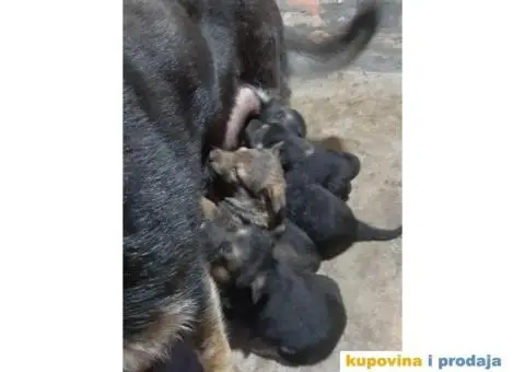 Nemački ovčar radne linije - 3/7