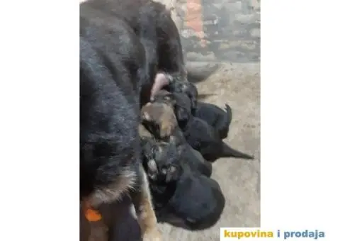 Nemački ovčar radne linije - 4/7