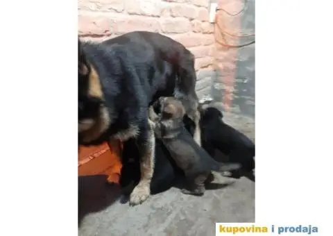 Nemački ovčar radne linije - 5/7