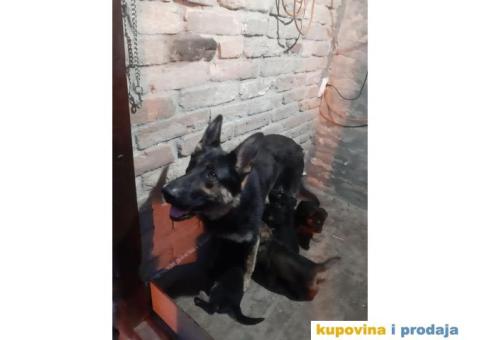 Nemački ovčar radne linije - 6/7