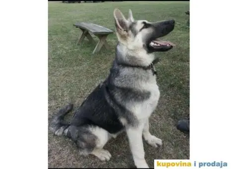 Nemački ovčar radne linije - 7/7